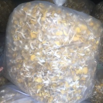 榆黄蘑干品，颜色鲜艳质量保证