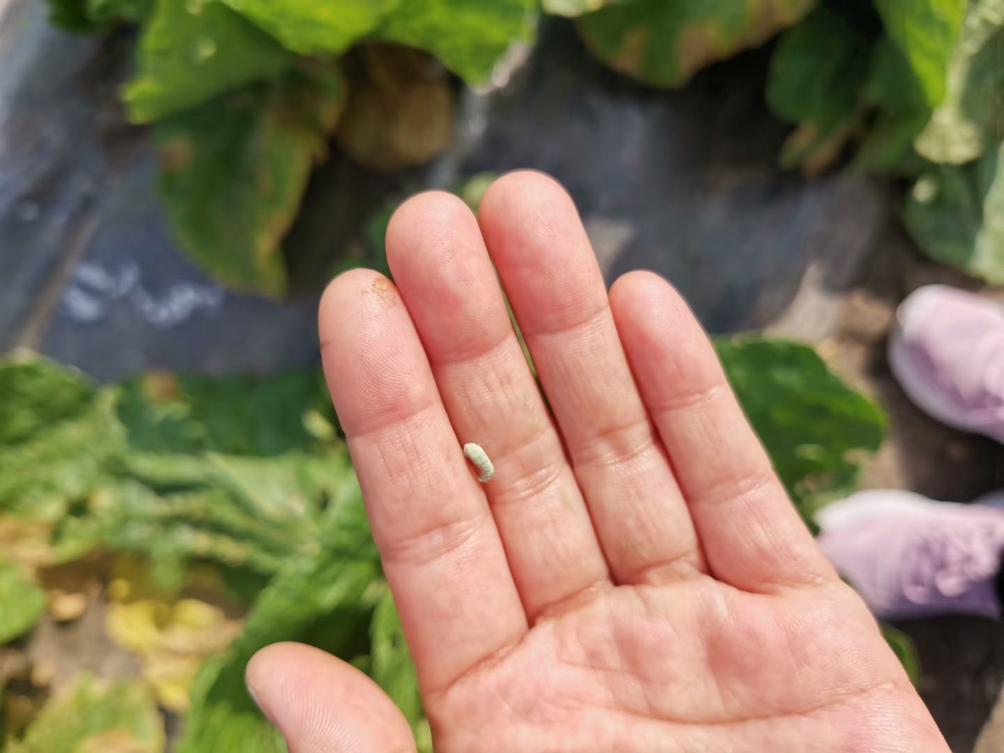 信息图:左侧秋葵剖面标注‘黏液多糖包裹层’,右侧紫皮洋葱细胞标注‘槲皮素苷→槲皮素转化’,中间双向箭头标注‘180℃/90s热激触发协同’,底部标注‘生物利用度↑41.7%’,采用蓝绿渐变配色,风格简洁专业 营养协同机制示意图
