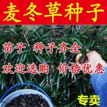 新采麦冬草金边麦冬草籽日本矮麦冬苗绿化草坪