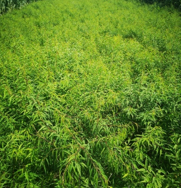 巴旦木树苗优质好品种