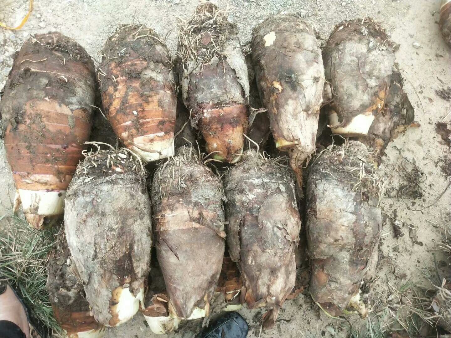 一颗完整的荔浦芋头,表皮为棕褐色带环状纹理,切开后露出白色果肉与明显的紫红色槟榔花纹,背景为田园土壤环境,展示其原生态生长状态 荔浦芋头整颗及切面特写