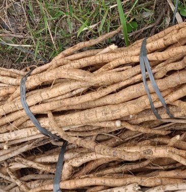 牛大力薯 现挖 现货够新鲜出炉