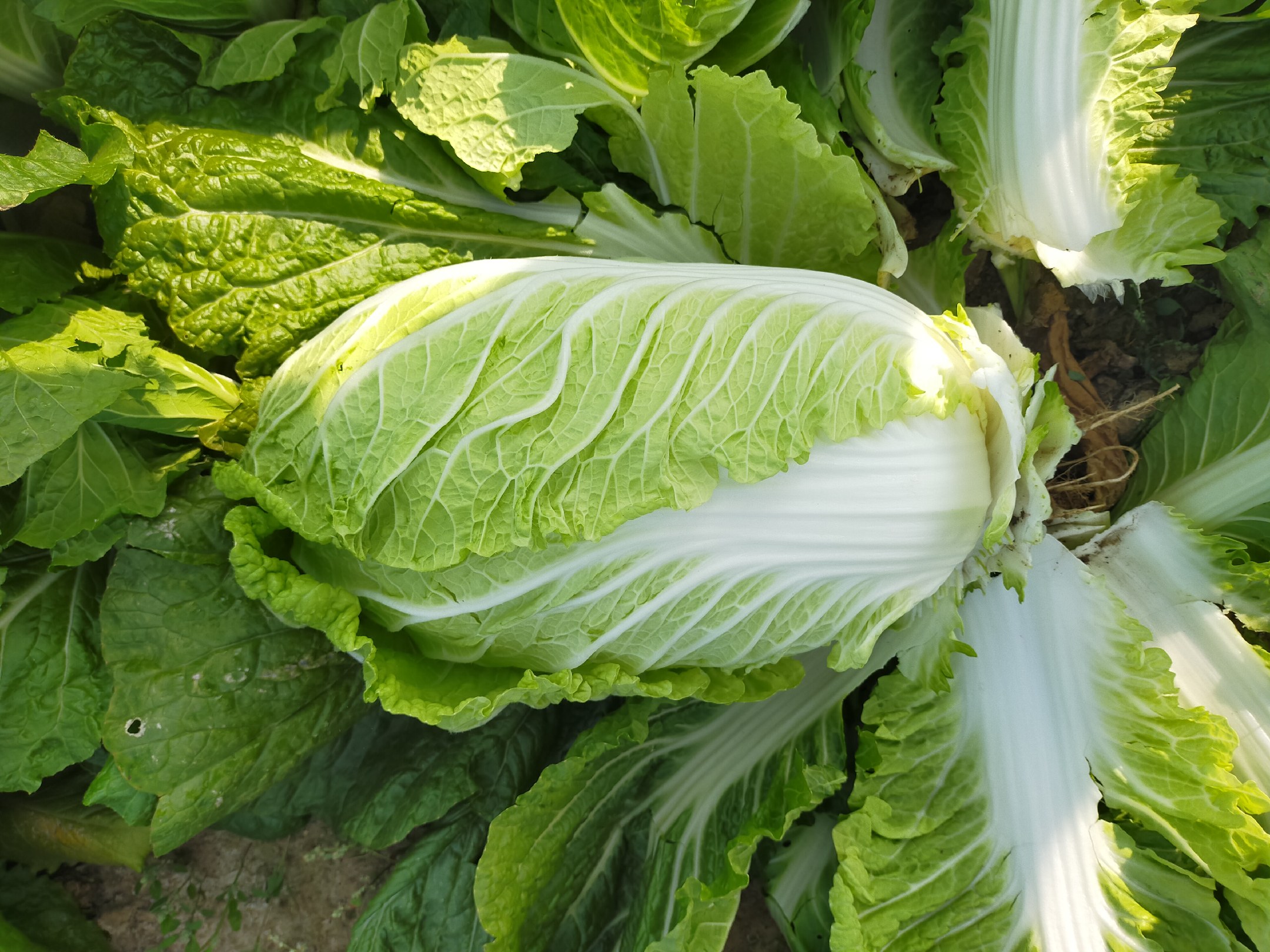 [白菜批发]精品黄心大白菜大量上市 大小车随到随装 合作愉快价格0.