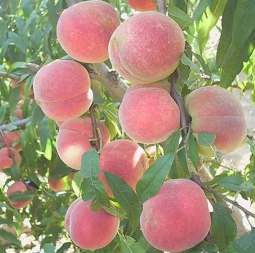 迎雪冬桃果园实景图