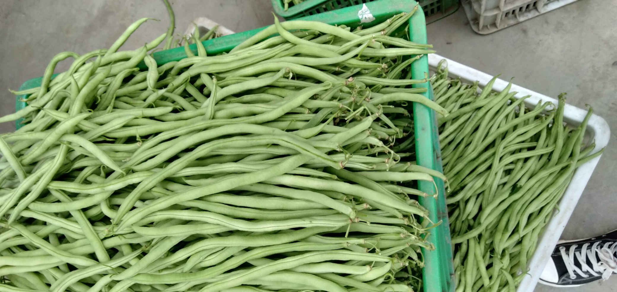 四季豆结荚期叶面喷肥示意图