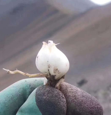 藏贝母野生贝母西藏野生贝母西藏野生药材一手货源