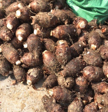 【精品】荔浦芋头,产地直销,供各大电商平台,一手货源