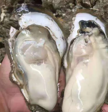 [生蚝批发]福建福州生蚝新鲜现捞海蛎产地直发价格0.65元/斤 - 一亩田