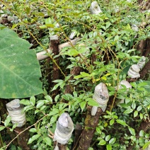 云南野生精品山木香桩