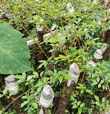 云南野生精品山木香桩