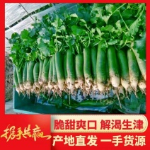 七星萝卜、潍坊萝卜，水果萝卜，青萝卜产地现拔，现货