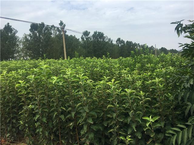 航拍视角下的沂源苹果种植园,绿意盎然,果树成行排列 沂源苹果果园航拍图