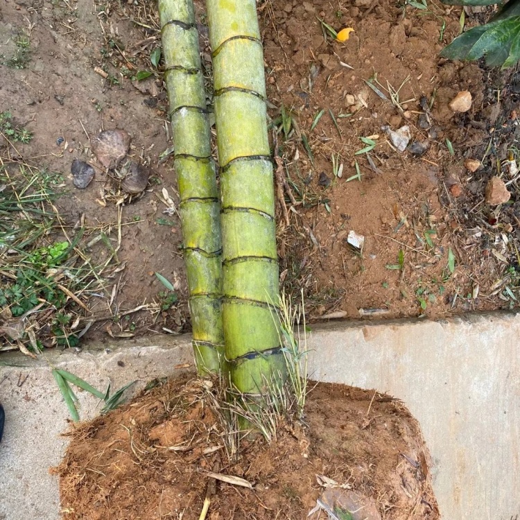 [凤尾竹批发]元宝竹,各种规格的元宝竹,大量供货,有需要的老板,电话联