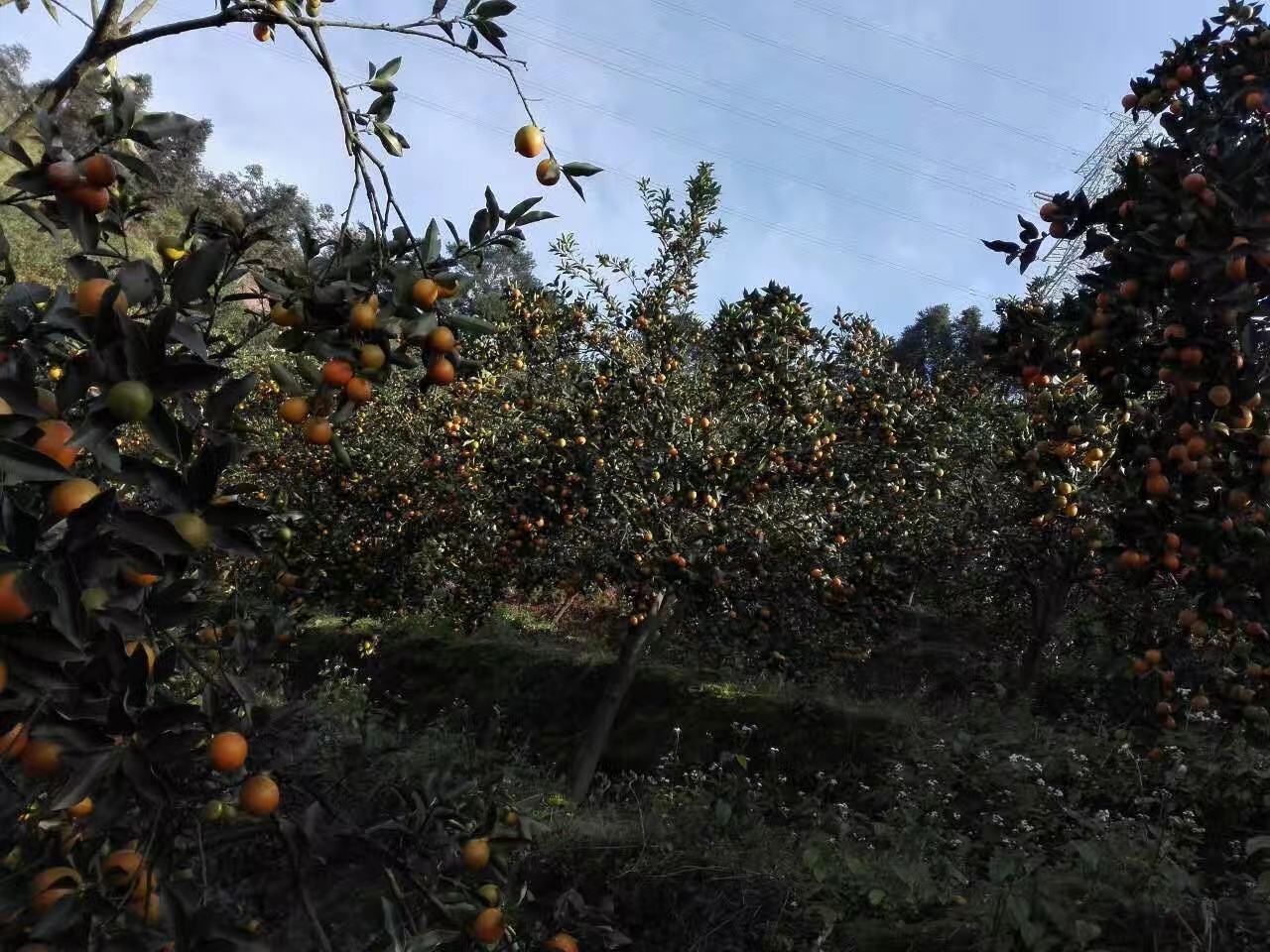 金桔果园中成熟的金黄色小金桔挂满枝头 金桔果园中成熟的金黄色小金桔挂满枝头