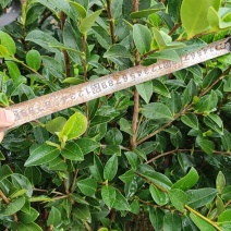 湘林系列，三年生嫁接良种高产容器杯油茶苗