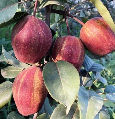 【聚便宜】早酥红梨树苗包品种包活死苗补发当年挂果盆栽地栽