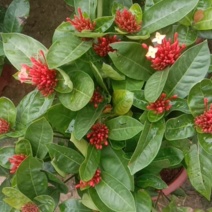 龙船花产地直销大量供应