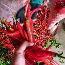 红椒三号硬皮红椒线椒泡椒剁椒酱
