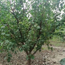 杏树4~10cm4~6cm2.5~3米
