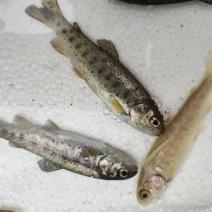 眉山优质鸭嘴鱼，虹鳟，金鳟鱼苗，鱼卵全国发货批发零售