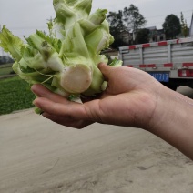彭州早儿菜上市了！！！看得起的来现货现货