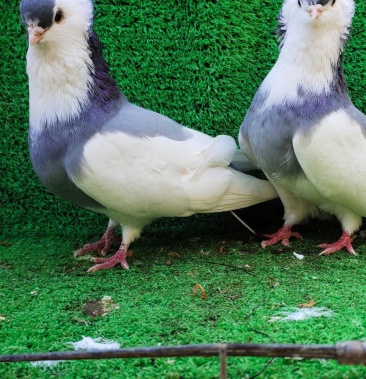 [玩赏鸽批发]鸽子 观赏鸽蓝仙女价格60.00元/个 - 一亩田