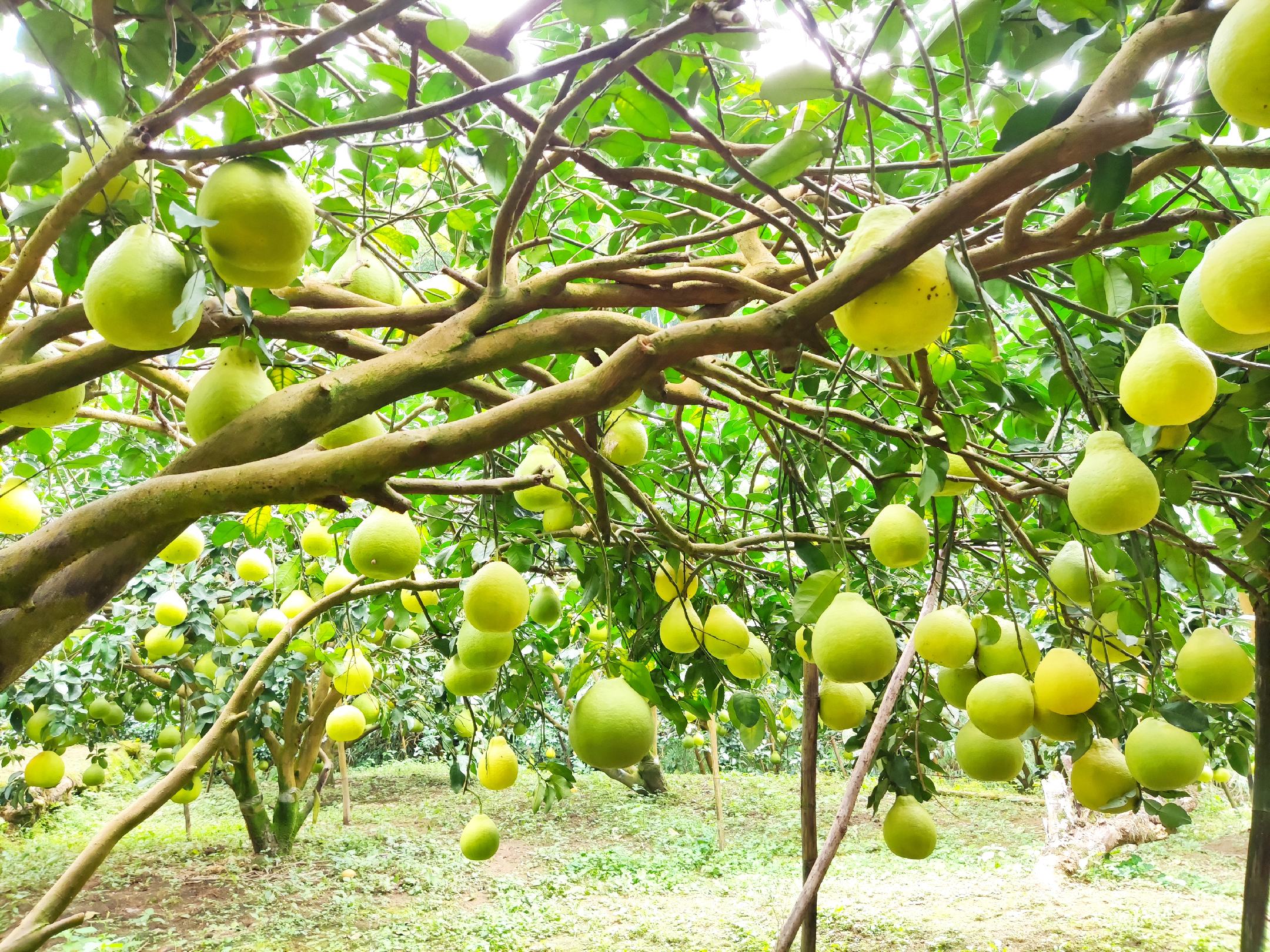沙田柚果园中挂满金黄色果实的特写