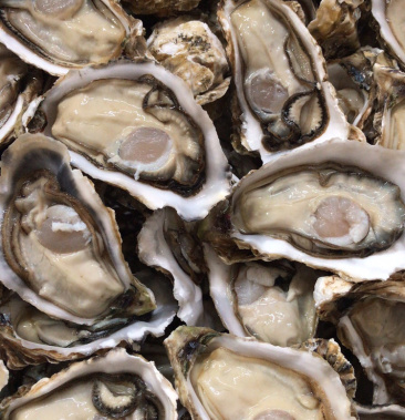 山东乳生蚝,每天现捞现卖的,一手货源.