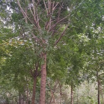 低价出售自家苗圃皂角树