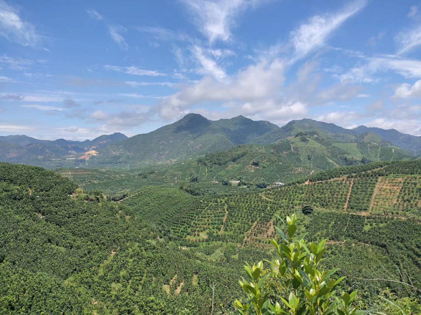 无人机航拍视角下的月野香橙种植园,连片的柑橘树整齐排列,枝头挂满金黄色果实,背景为四川丘陵地貌,清晨薄雾缭绕,阳光斜照在果皮表面形成光泽,部分果实已套袋防护 月野香橙果园航拍全景