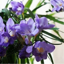 进口香雪兰种球重瓣香雪兰浓香花卉好养易活小苍兰盆栽地栽可