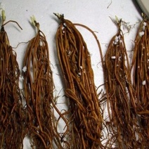 铁线莲重瓣多年生植物盆栽四季开花室内阳台庭园爬藤攀援绿植
