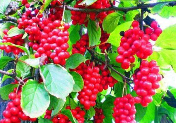 北五味子果实特写图