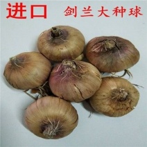 剑兰种球进口唐菖蒲种子球根菖兰扁竹莲四季易种花卉庭院观花