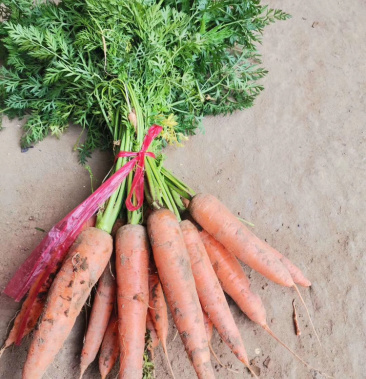 胡萝卜带秧批发个头均匀