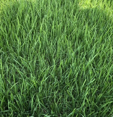 [四季青批发]精品混播果岭草四季青价格6.00元/平方米 - 一亩田