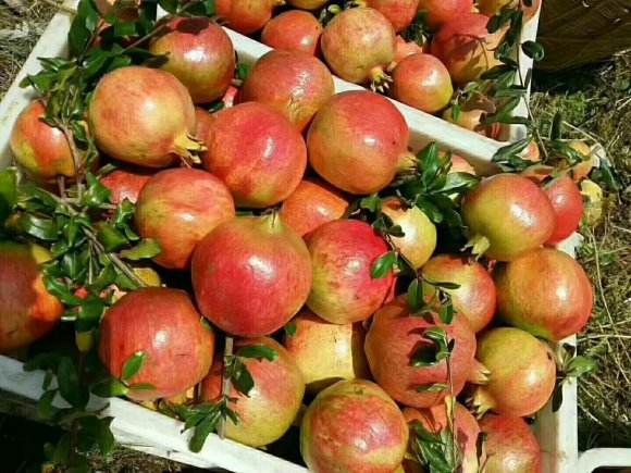 大红袍石榴果实特写