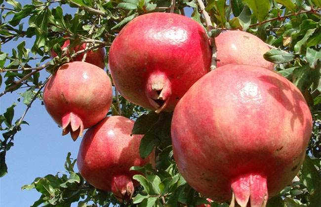 大红袍石榴果园实景图,展示健康植株的生长环境 大红袍石榴果园实景