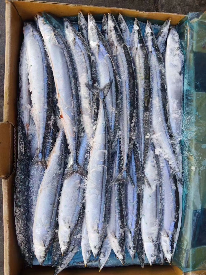 [秋刀鱼批发]1号2号3号秋刀鱼,品质优秀,量大价可谈.价格8.