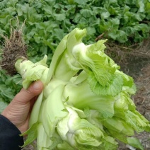基地直供，乖娃娃，儿菜价格美丽，量大从优