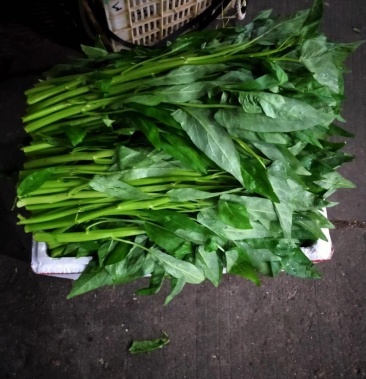 叶菜大叶空心菜粗梗