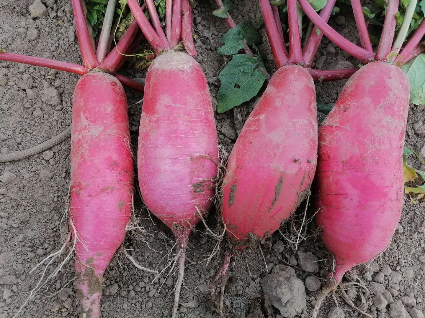 一位老农在自家院子里整理刚采收的红皮萝卜