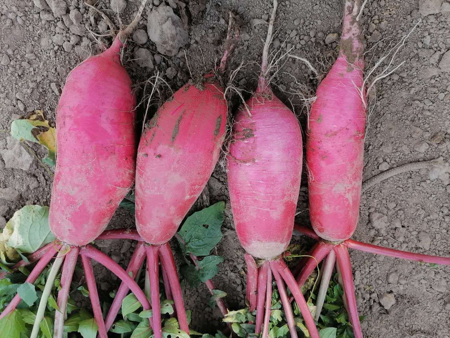 红皮萝卜种植场景