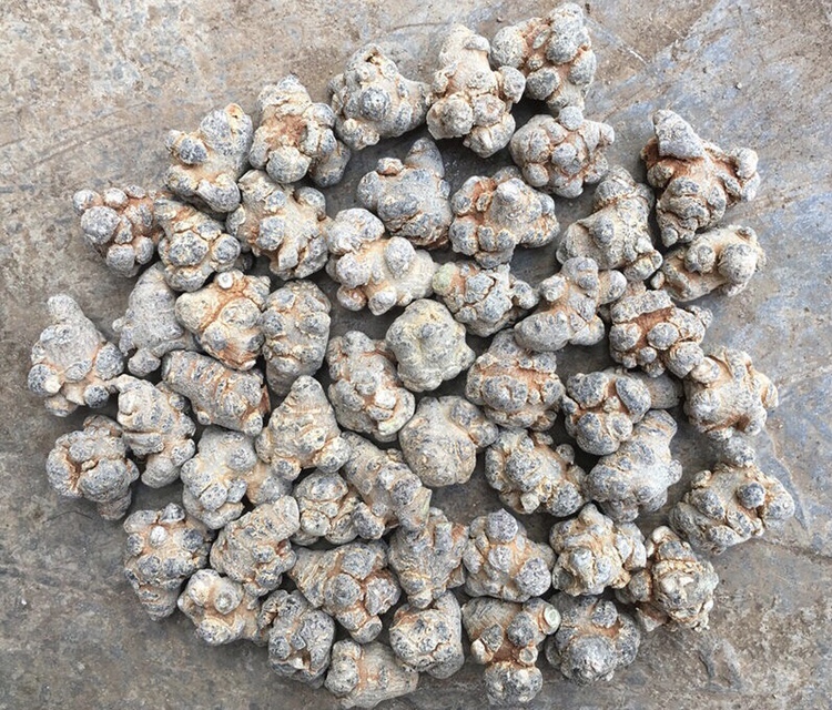 图片说明:云南三七植株和其珍贵的根茎部分,展示其自然生长状态 云南三七植株与根茎特写