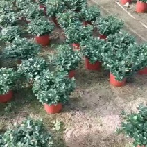 金鱼吊兰室内高品质的盆栽花卉