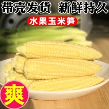 玉米笋得美小玉米沙拉寿司基地精品玉米笋甜美