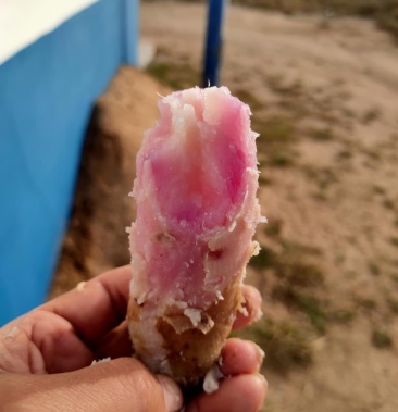 澳洲紫白,已经入库有需要的联系