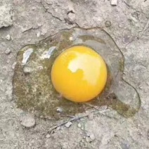 鸡蛋批发，需要的看过来。