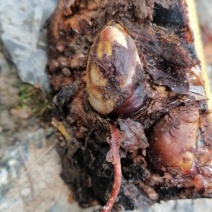 大黄苗，马蹄大黄种芽，庄黄种芽