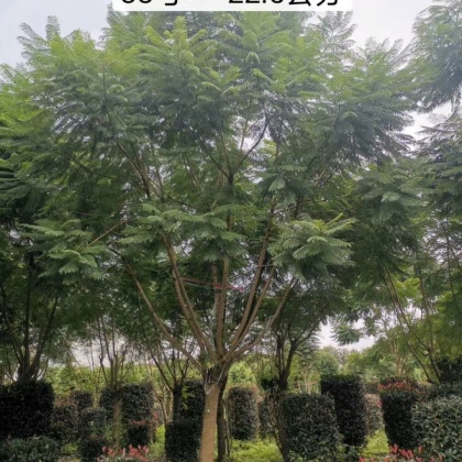 四川成都蓝花楹价格行情走势 - 一亩田